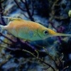 Dlouhorypec obecny - Macroramphosus scolopax - Longspine snipefish o7330